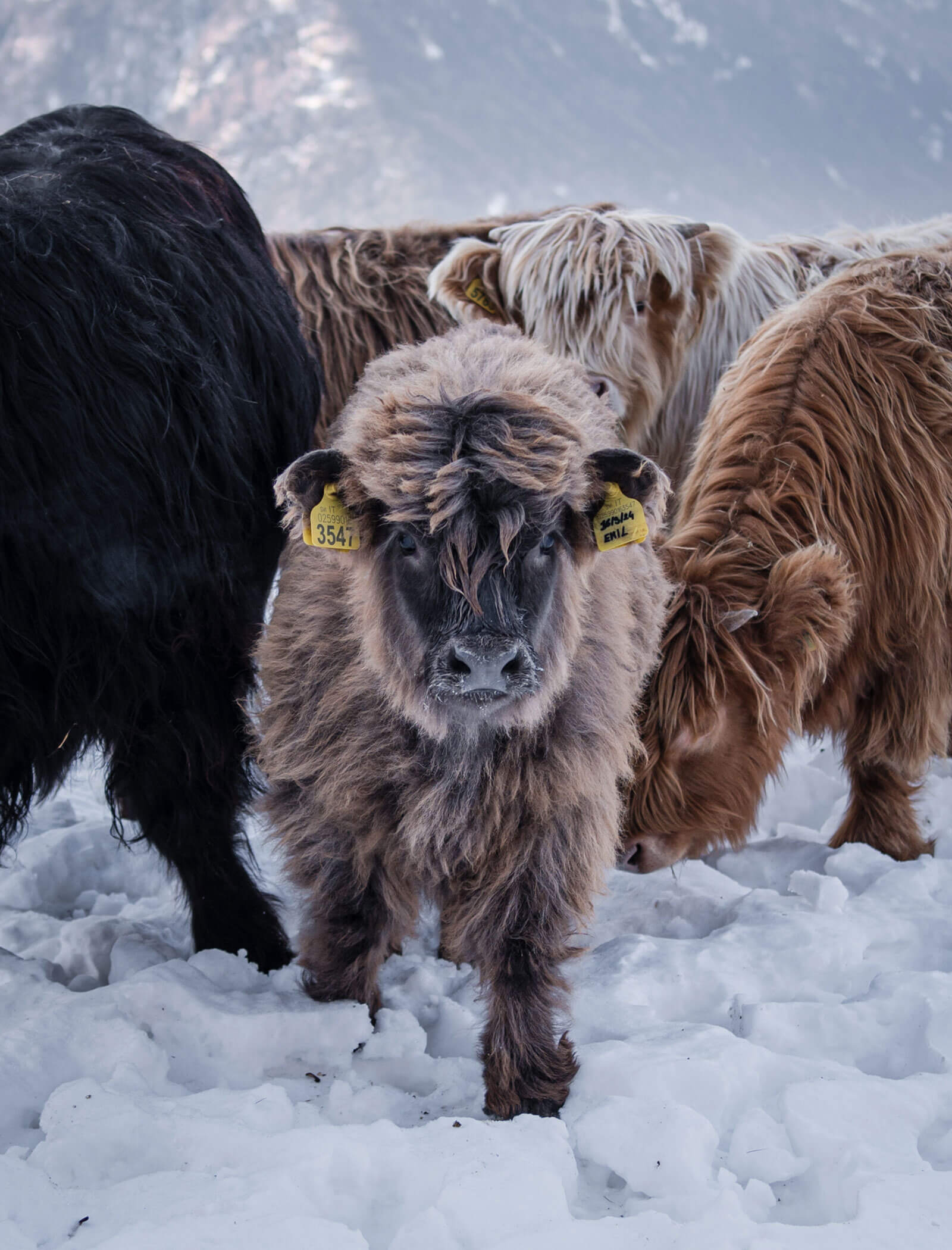 Un soffice vitello marrone con le marche auricolari si trova nella neve, circondato da altri bovini arruffati in un paesaggio invernale. - Hotel Moosmair